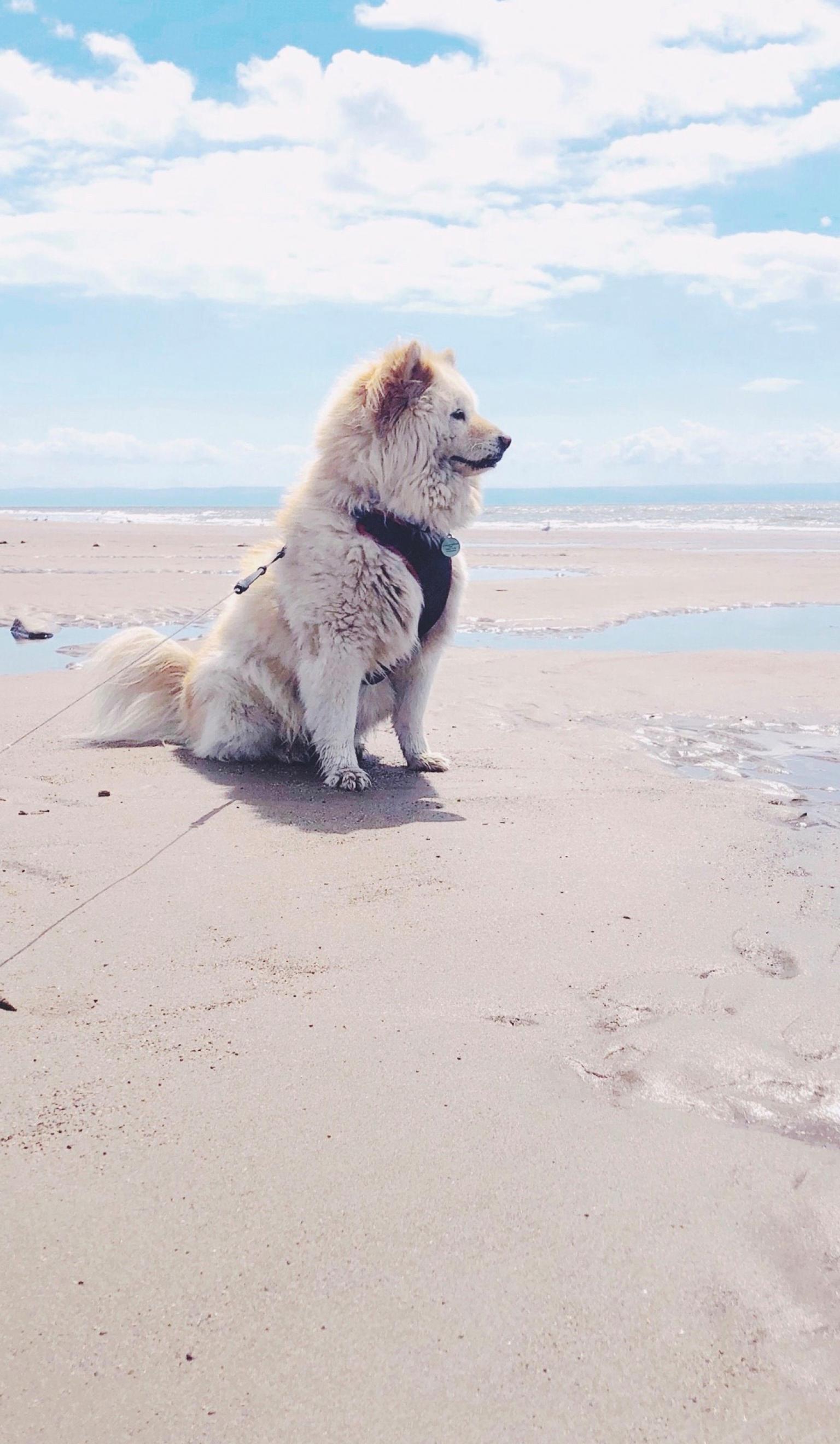 Dogfriendly holidays in Wales Petfriendly Visit Wales